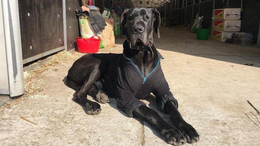 Bella the Great Dane was brought back to the UK