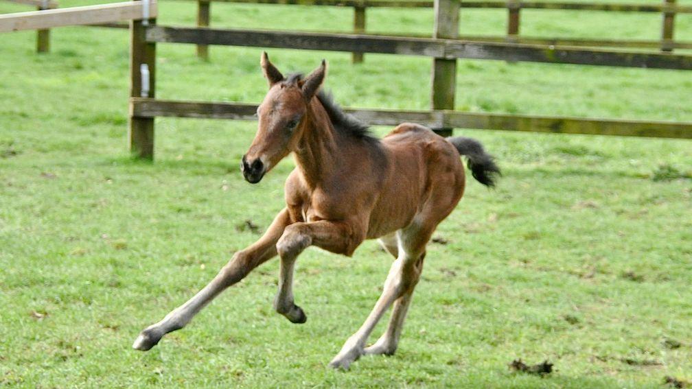 Karen Bay's Land Force filly out of Blushing Beauty 