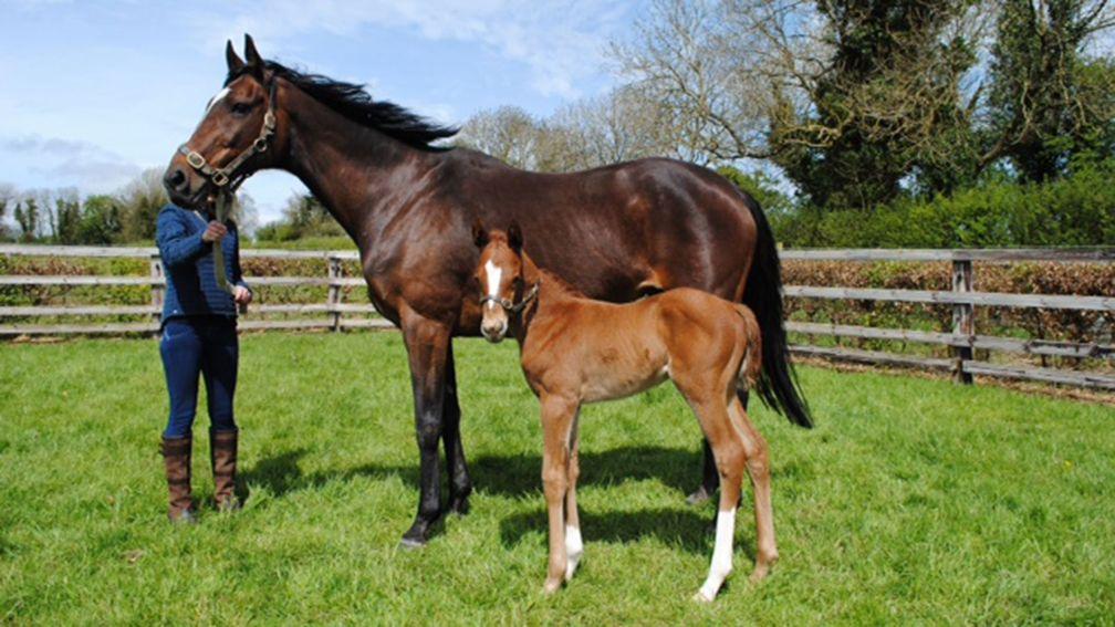 Tiger Roll's dam Swiss Roll with her newborn filly by Exceed And Excel