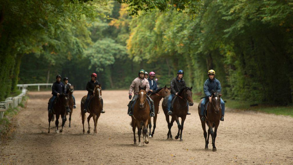 Horses are exercising earlier than usual due to the heatwave