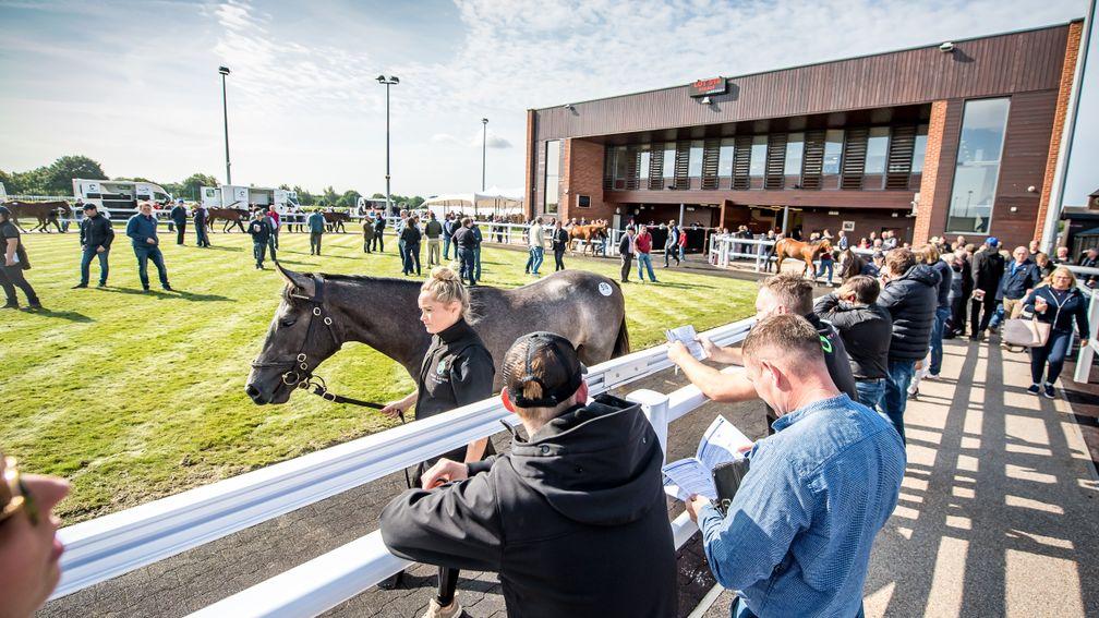 Goffs UK: start studying for the company's Summer Sale