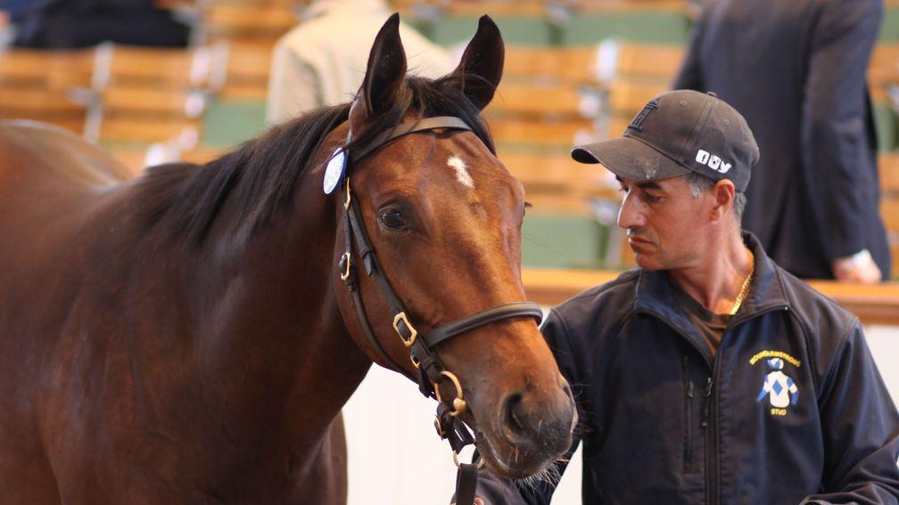 Lot 383: the Galileo colt out of Anthem Alexander after making 1,100,000gns to MV Magnier