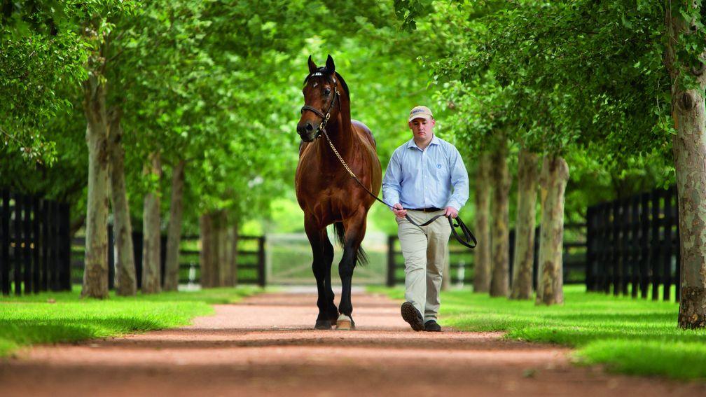 Exceed and Excel: being exercised at Dalham Hall Stud