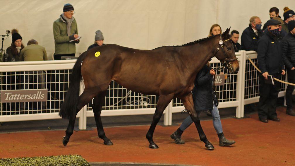 Deeply Superficial in the ring before selling to Gordon Elliott and Mouse O'Ryan for £385,000