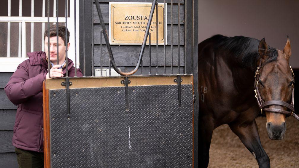 Zoustar: the stallion of choice for Bumbasina