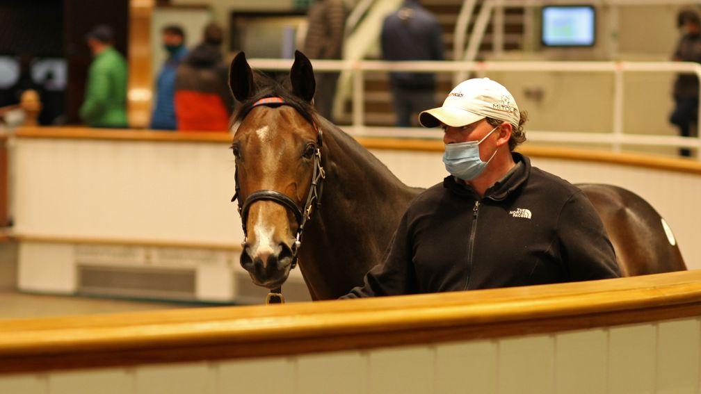 Lot 767: the 390,000gns Dark Angel filly in the Park Paddocks ring
