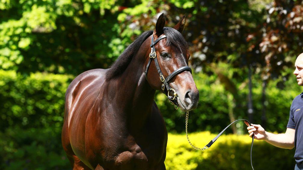 No Nay Never: his son Ten Sovereigns is a Group 1 winner at two and three