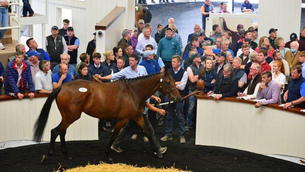 The Kapgarde half-sister to Mighty Potter who led the way at a dynamic Derby Sale