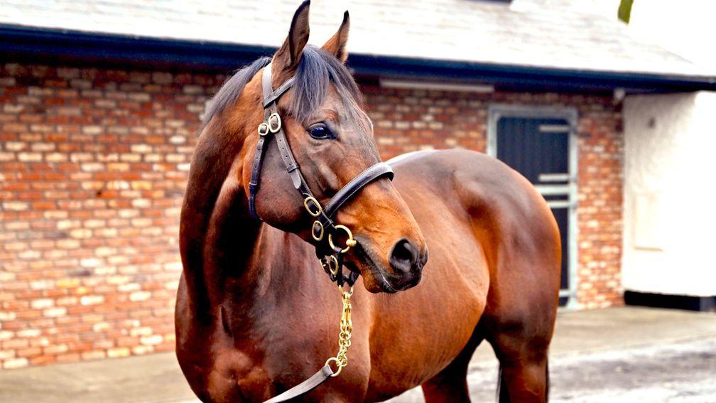 Dubawi Legend: new to Starfield Stud for 2023