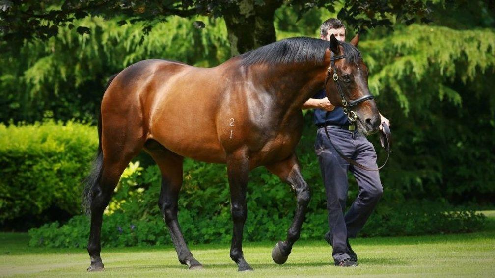 Coolmore's former shuttle star Fastnet Rock has just one yearling in Book 1 this year