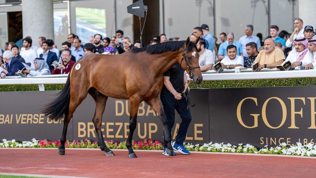 The sale-topping Gun Runner colt takes his turn in the sales ring at Meydan