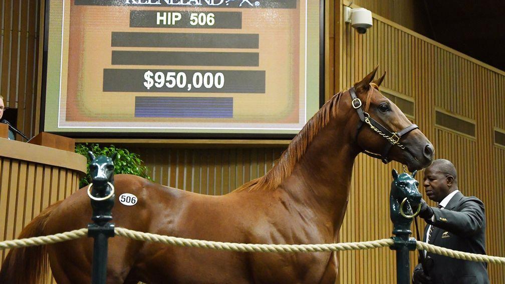 Kerri Radcliffe paid $950,000 to add this colt from Hawkbill's family to her Scat Daddy purchases for Phoenix Thoroughbreds