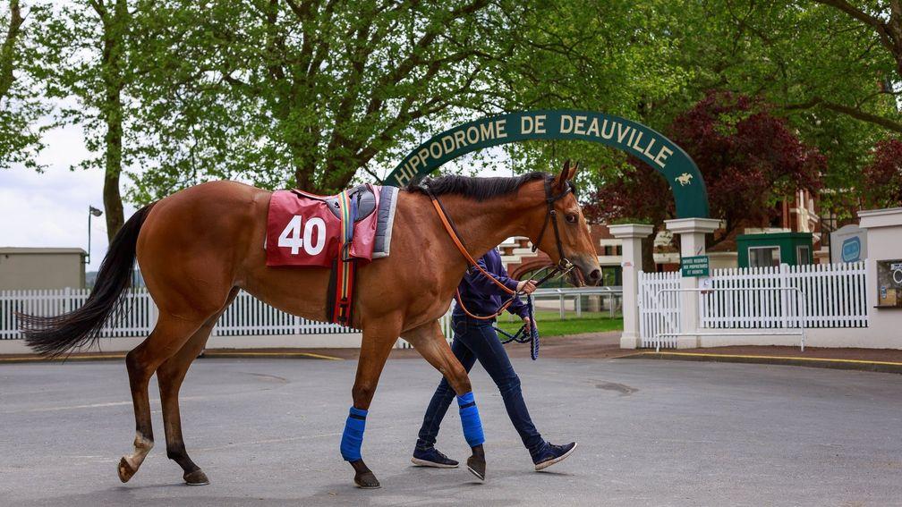 Lot 40 at the Arqana breeze-up sale heads for Deauville racecourse