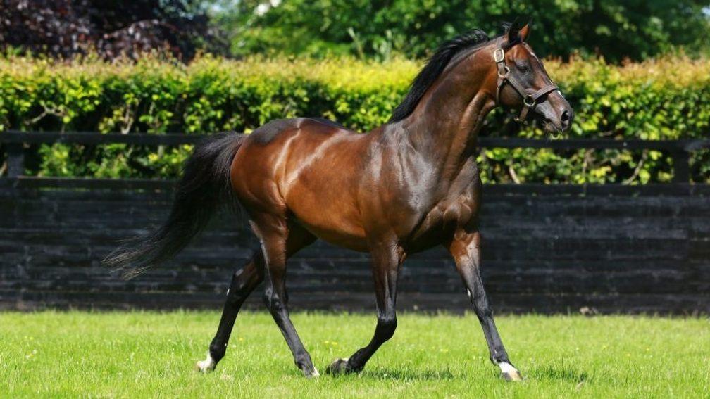 Camelot: stood at Coolmore this year at a fee of €30,000