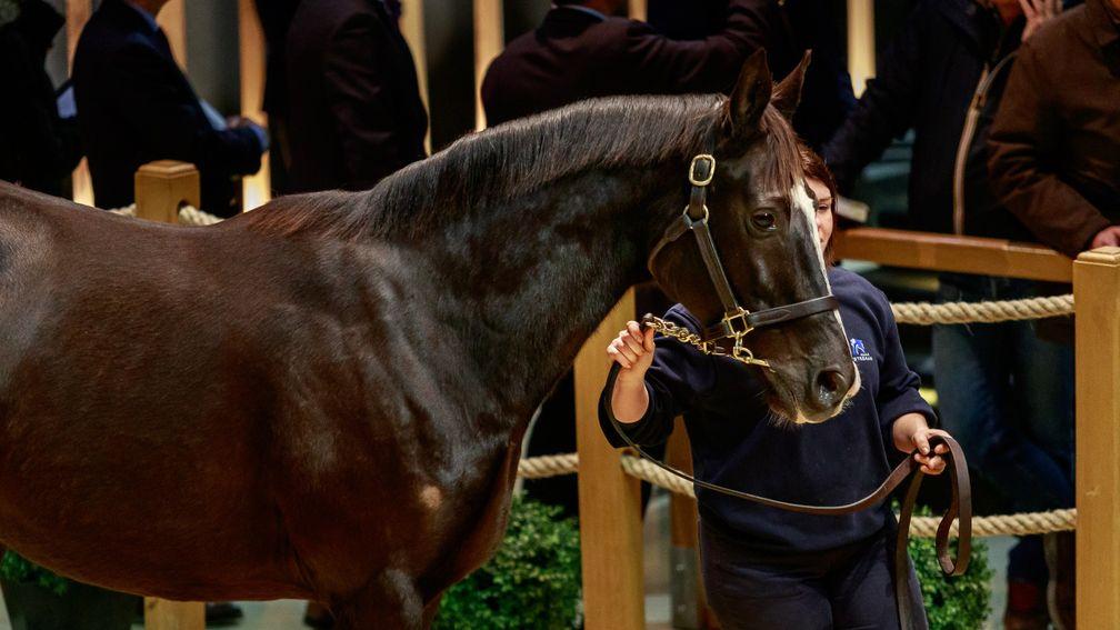 Unaided under the lights in the Arqana ring