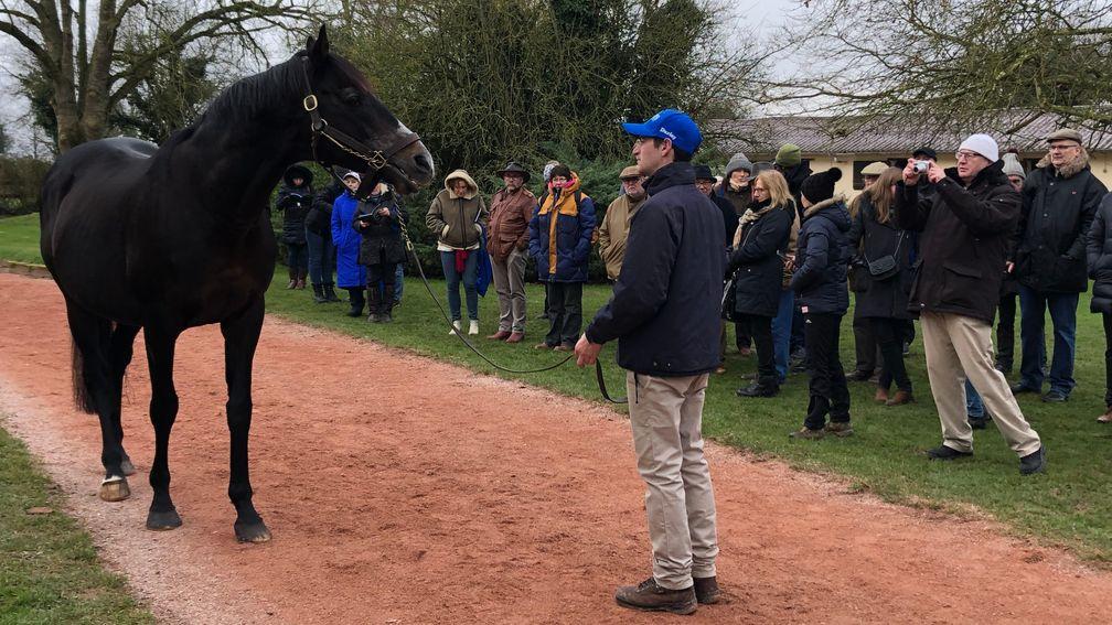 Authorized goes on display for his admirers at Haras du Logis