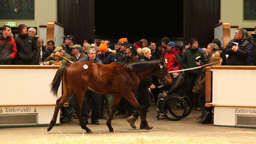 The packed Park Paddocks gangway as a weanling makes its away around the ring at the Tattersalls December Foal Sale