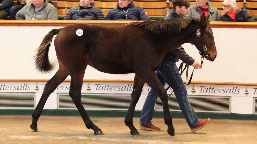 Oneliner Stables' Sea The Stars colt during the foal sales, where he was pinhooked for 330,000gns