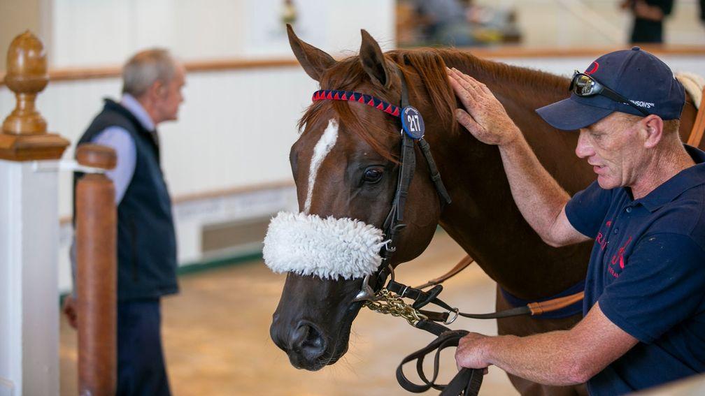 Nationwide has become an experienced visitor in the sale ring