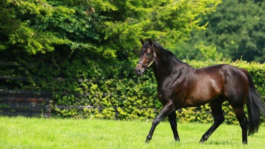 No Nay Never: lies second behind Kingman in the European second-season sire standings