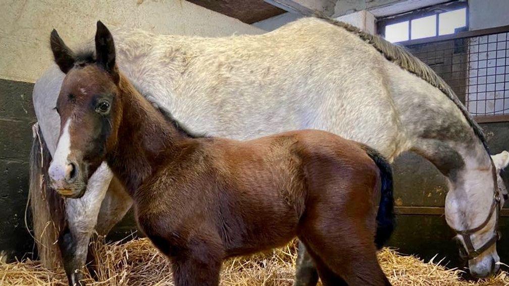 Le Brivido's first foal is already standing tall