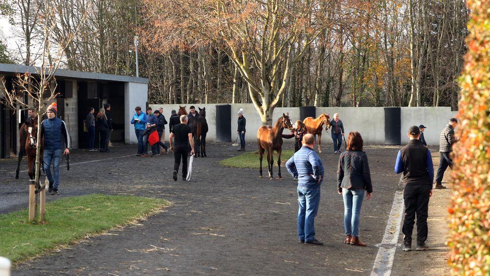 The Goffs sales complex was buzzing with activity for inspections