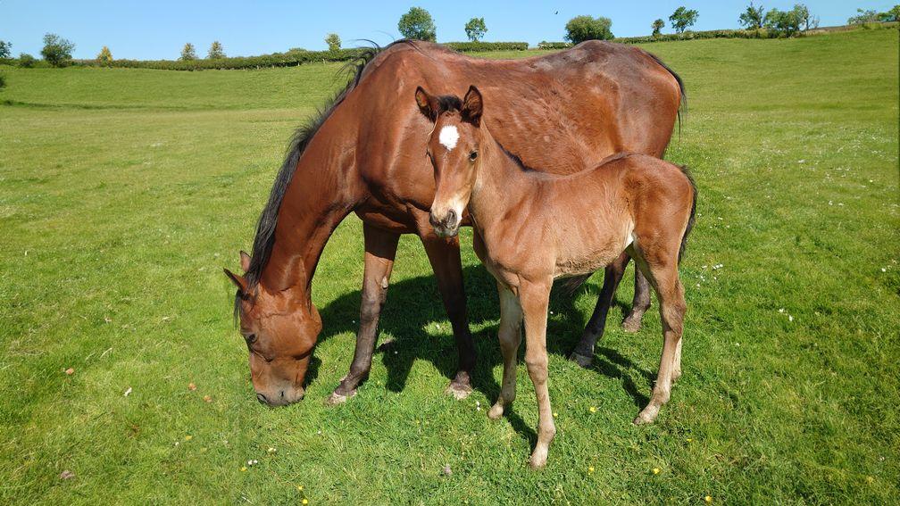 Kay Floyd's Nutan filly foal out of Motivator mare Motion Picture, who was bred by the late Queen