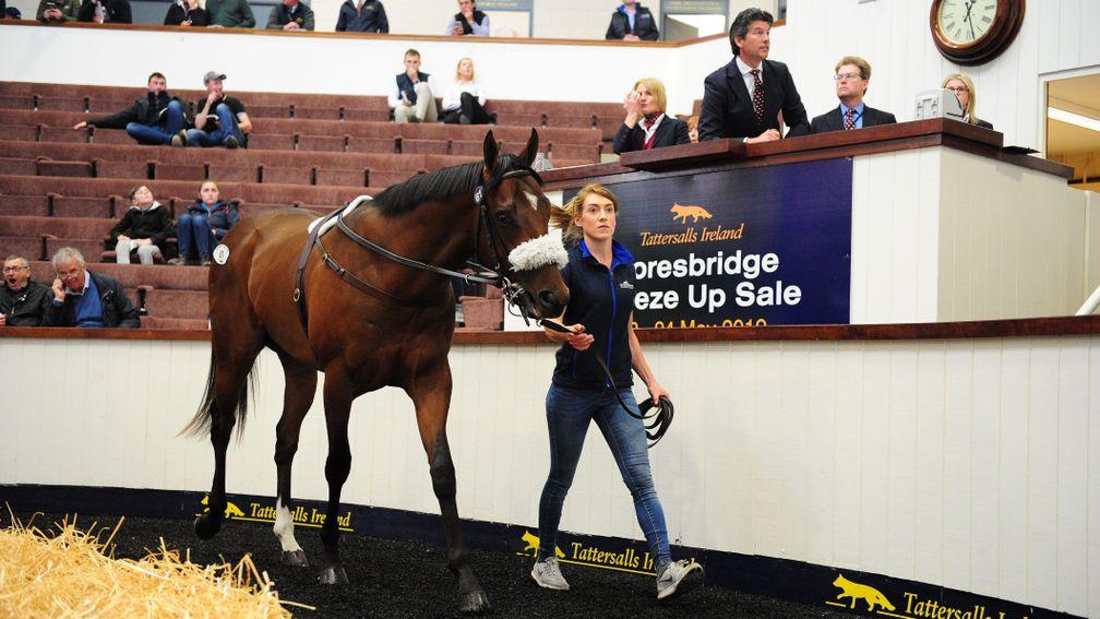 The sale-topping Lope De Vega colt in the Fairyhouse ring before going to Richard Brown for €175,000