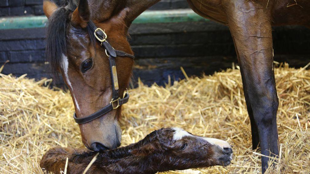 Enable and her Kingman colt foal share a tender moment