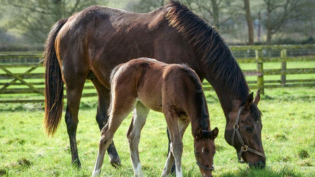 Watership Down Stud's Frankel filly out of broodmare phenomenon Dar Re Mi