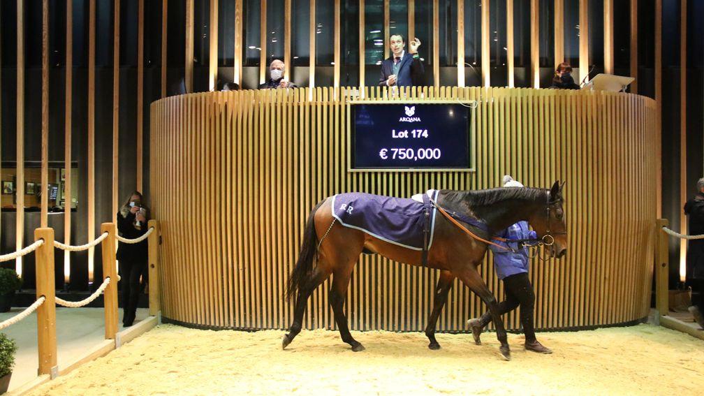 Durance takes a walk around the Arqana sales ring before selling to Pursuit Of Success LC