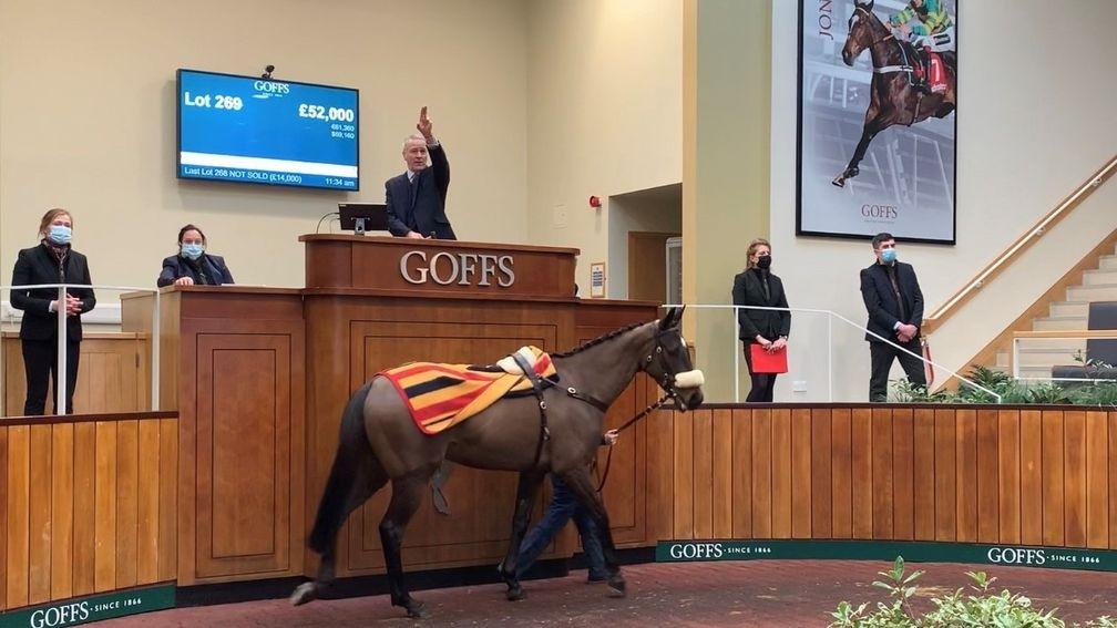 Criquette: winning pointer and daughter of Crillon sells to Jerry McGrath for £52,000 on the second day of the Goffs UK January Sale