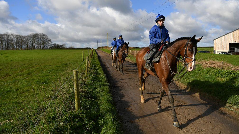 Colin Tizzard's inmates make their way back to the yard on Monday morning