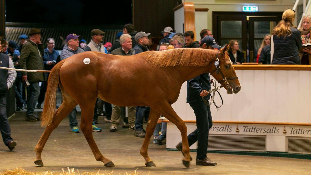Top lot: the Sea The Stars colt out of Along Came Casey brings 700,000gns