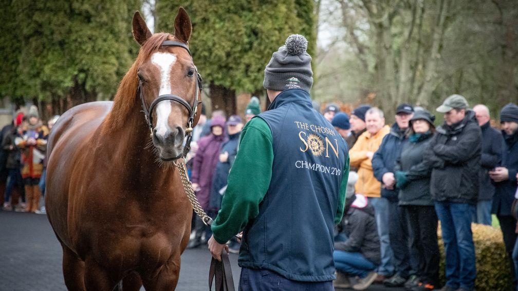 Decorated Knight parades for visitors to the Irish National Stud during the Irish Stallion Trail