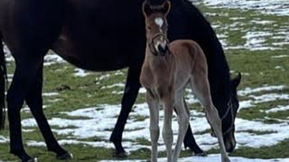Hedgeholme Stud's Buratino filly out of Sun’Aq