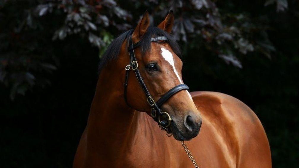 Gleneagles: has made a flying start to his stallion career