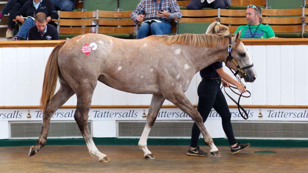 The striking Havana Grey filly fetches 85,000gns