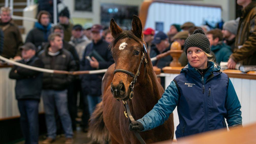 The 240,000gns Mehmas colt in the Tattersalls ring