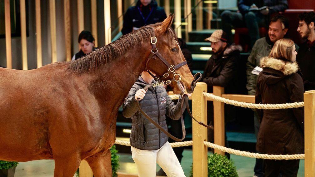 New February Sale record price holder Graciously is a half-sister to Giofra