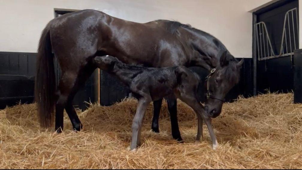 Showcasing filly out of Final Option born at Hillwood Stud