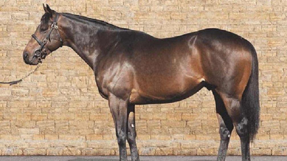 Ardad: breeding right to Overbury Stud's stallion will be available via Tattersalls this week
