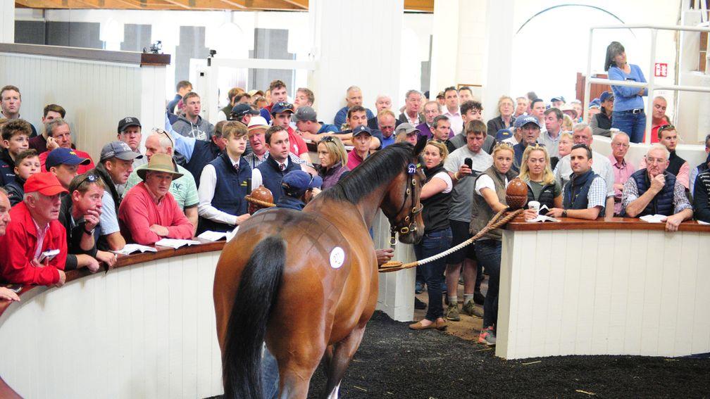 Potential buyers fill the gangway as the sale-topping son of Martaline takes a turn in the Tattersalls Ireland ring