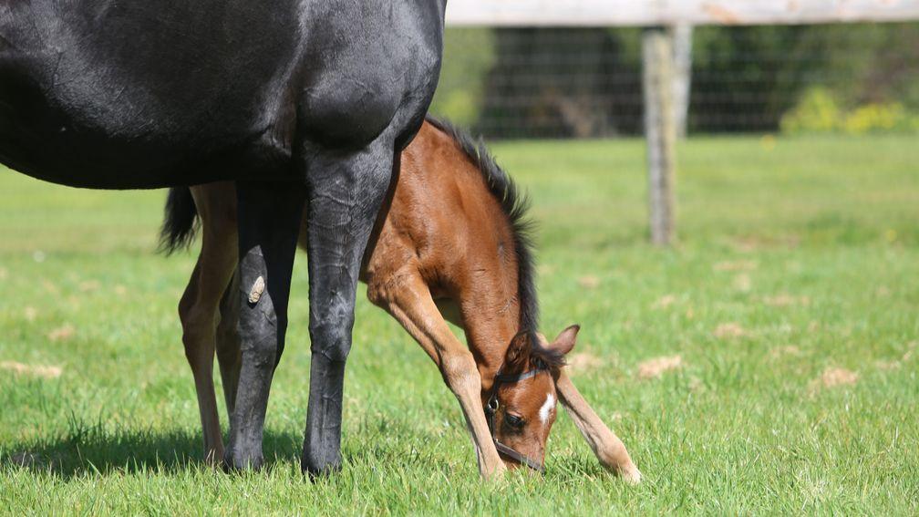 A full-sister to Mirage Dancer was born earlier this year