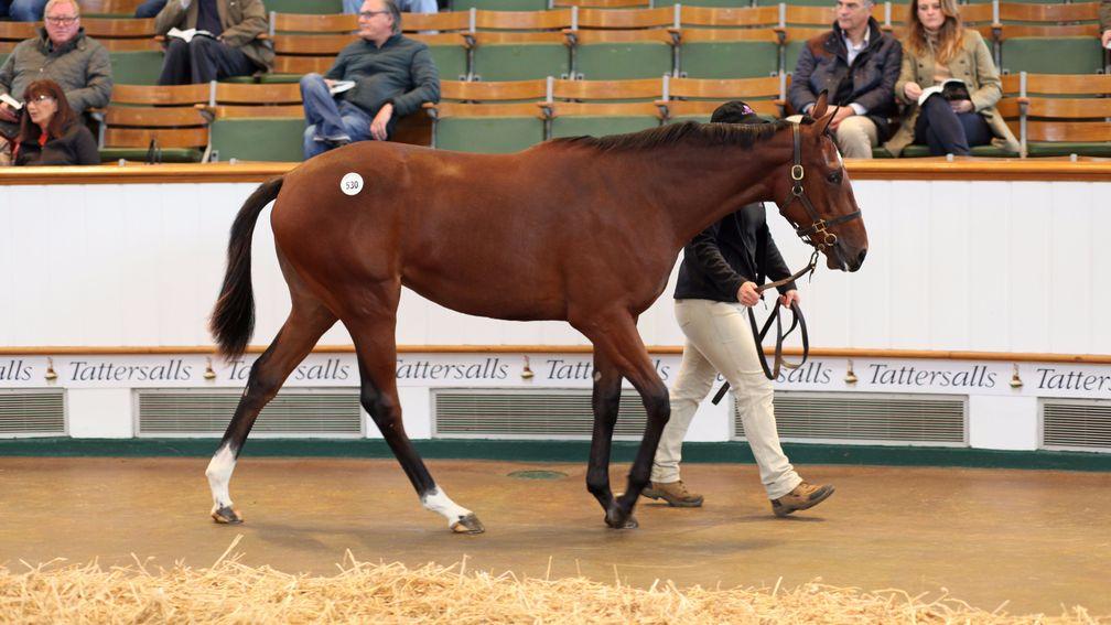 Lot 530: the Lope De Vega filly bought by Godolphin for 370,000gns strides around the Tattersalls ring