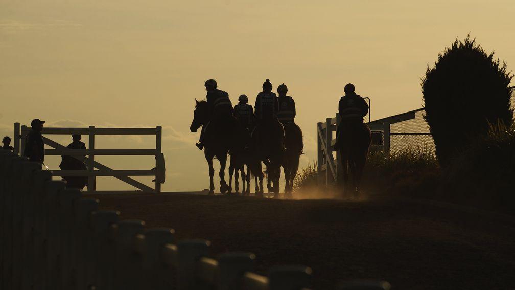 Horses head out for trackwork at Caulfield