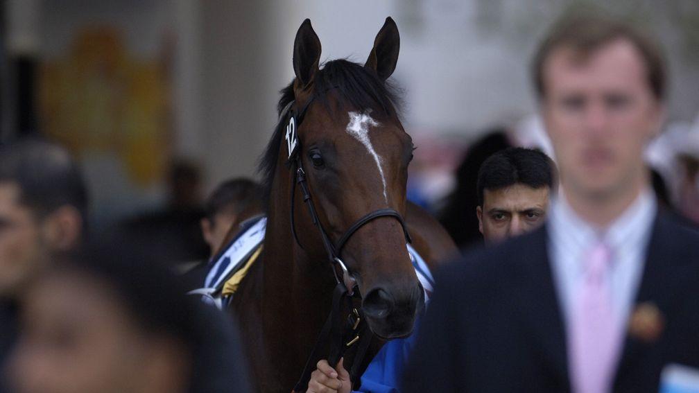 Shamardal: produced 25 individual Group 1 winners, including Pinatubo, Blue Point, Able Friend and Mukhadram