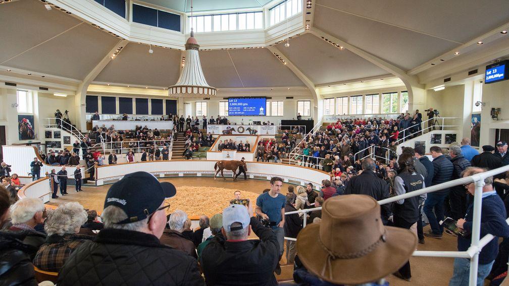 Park Paddocks plays host to the prestigious three-day Book 1 sale from Tuesday