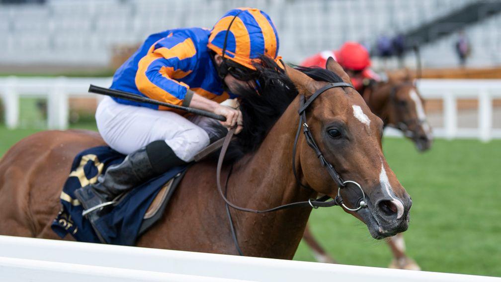 Santiago: looks to be Aidan O'Brien's most promising stayer