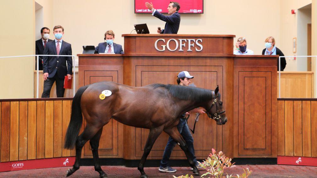 Lot 31: the Kingman colt out of Asaawir sells for £290,000